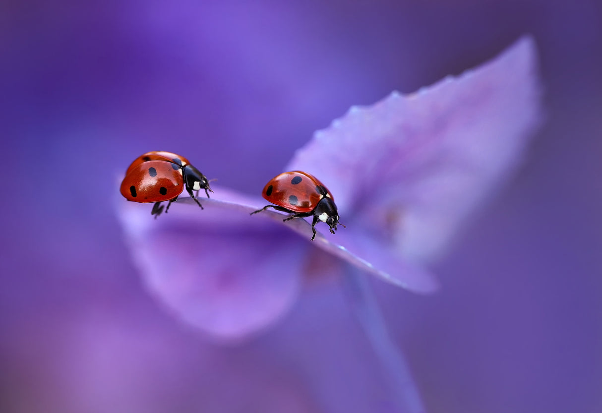Ladybirds on Hydrangea... Poster och Canvastavla