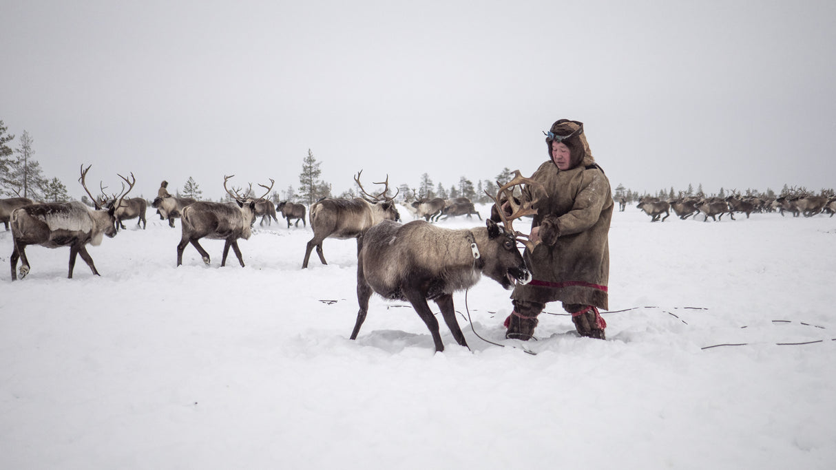 Jigori hunts reindeer III Poster och Canvastavla