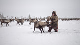 Jigori hunts reindeer III Poster och Canvastavla