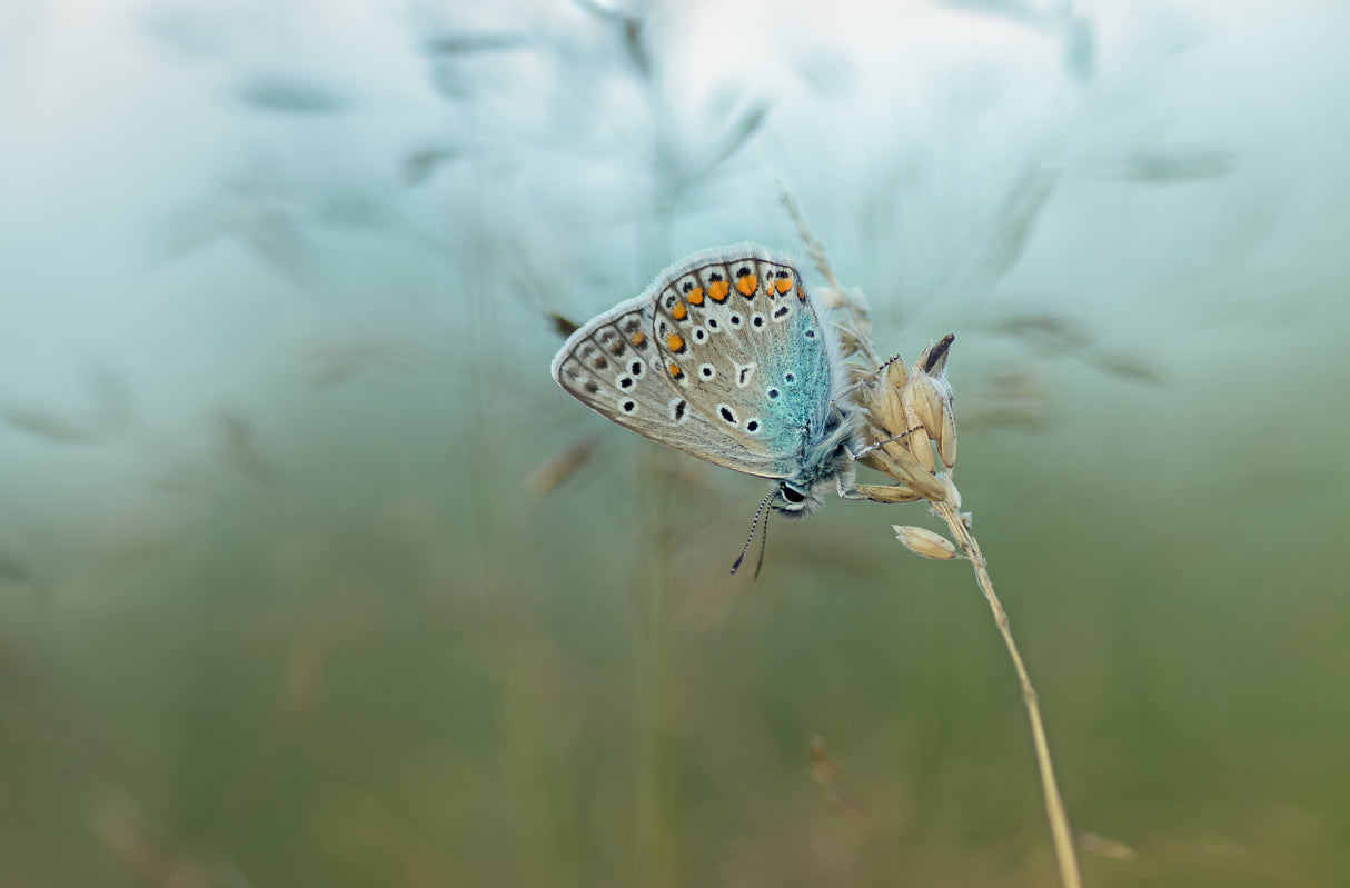 Common Blue Poster och Canvastavla