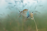 Common Blue Poster och Canvastavla