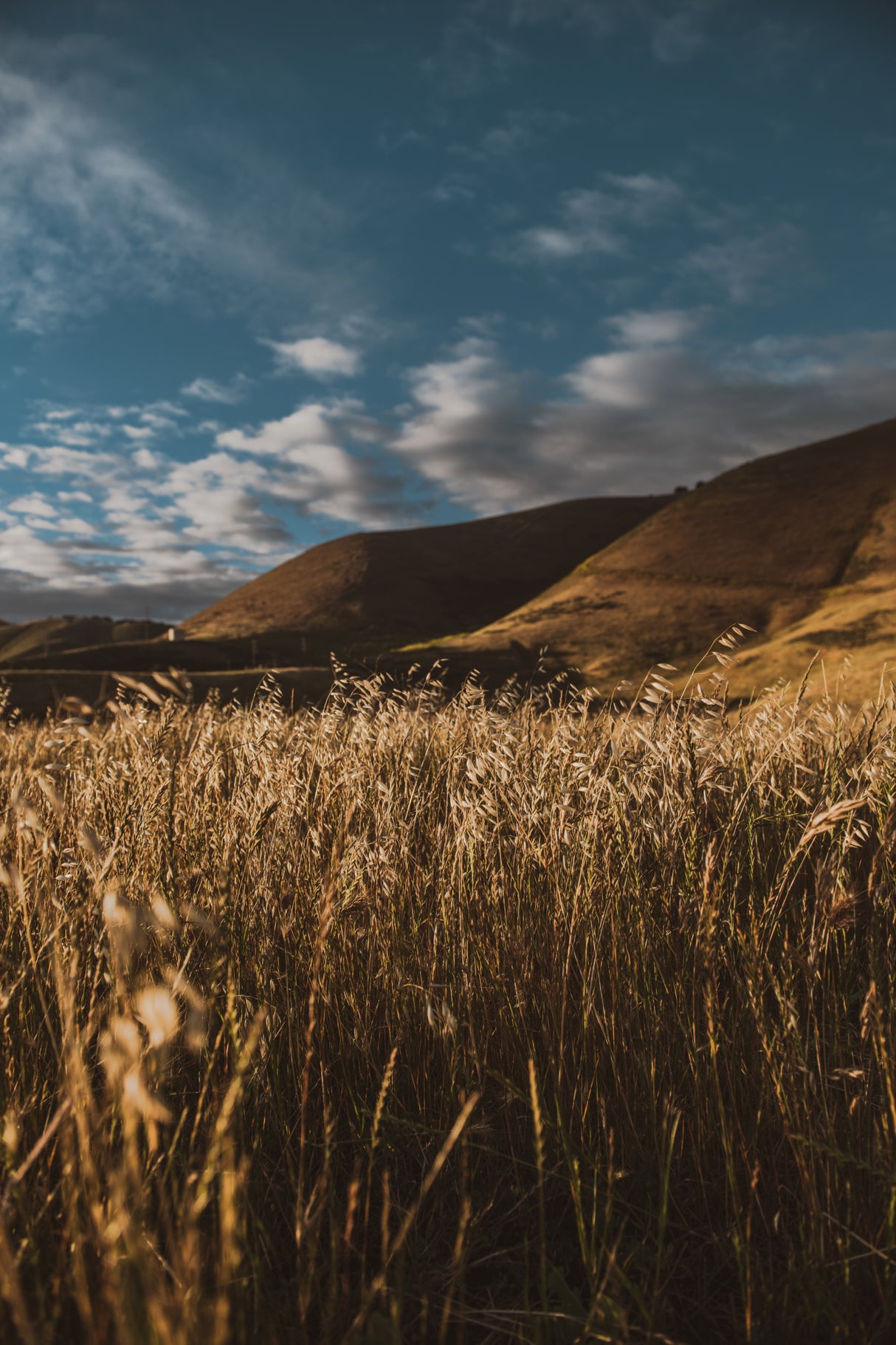 Hillside and Grass Poster och Canvastavla
