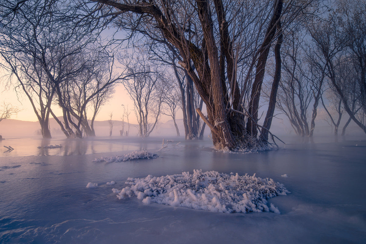 Secret Forest in Ice and Snow Poster och Canvastavla