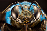 Xelocopa caerulea Poster och Canvastavla