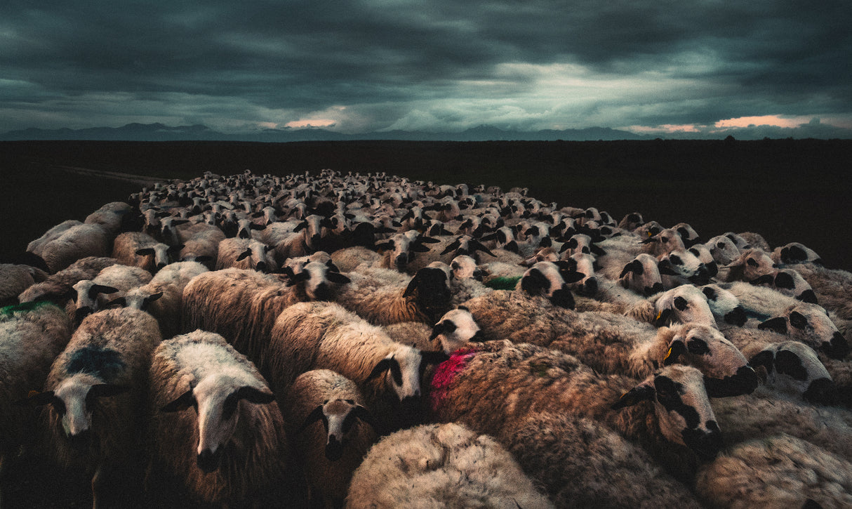 Flock at sunset Poster och Canvastavla