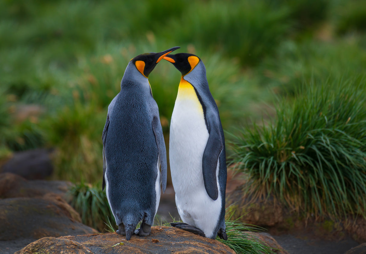 King penguin couple Poster och Canvastavla