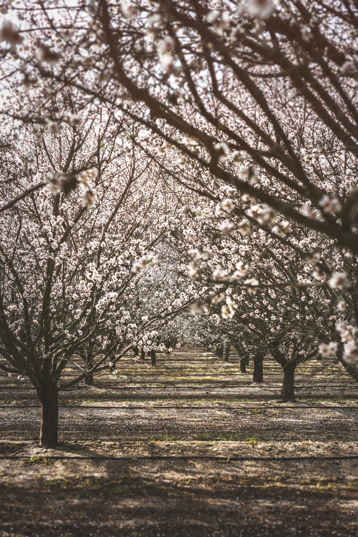 Almond Orchard Poster och Canvastavla