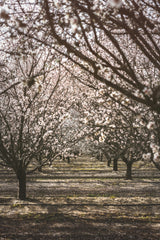 Almond Orchard Poster och Canvastavla