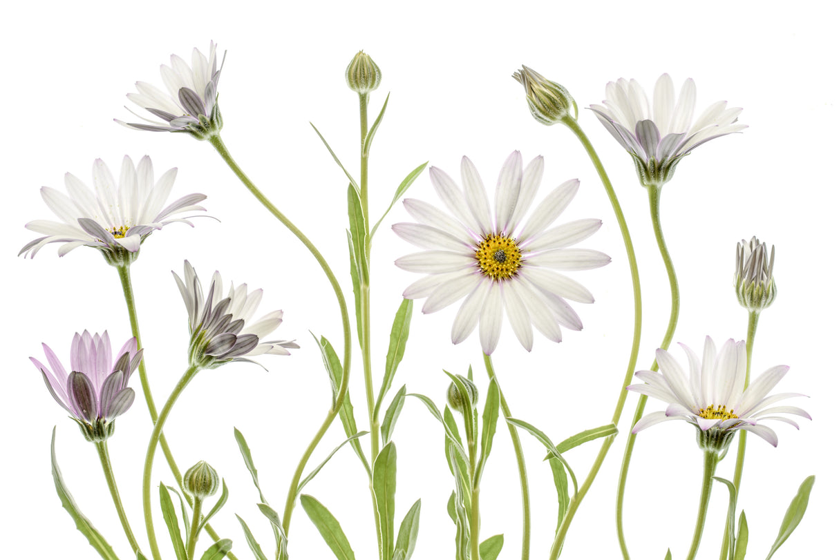 Cape Daisies Poster och Canvastavla