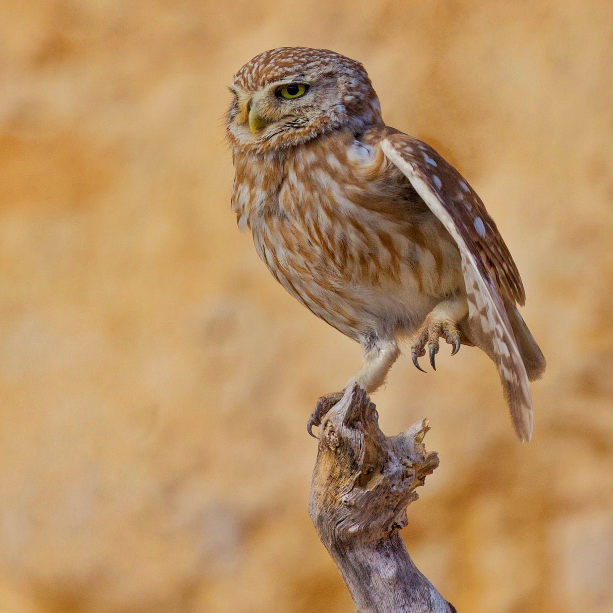 Little Owl Poster och Canvastavla