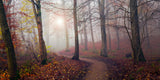 Autumn Sun. Poster och Canvastavla