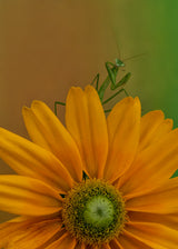 Mantis &amp; flower II Poster och Canvastavla