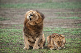 Shake your mane Poster och Canvastavla