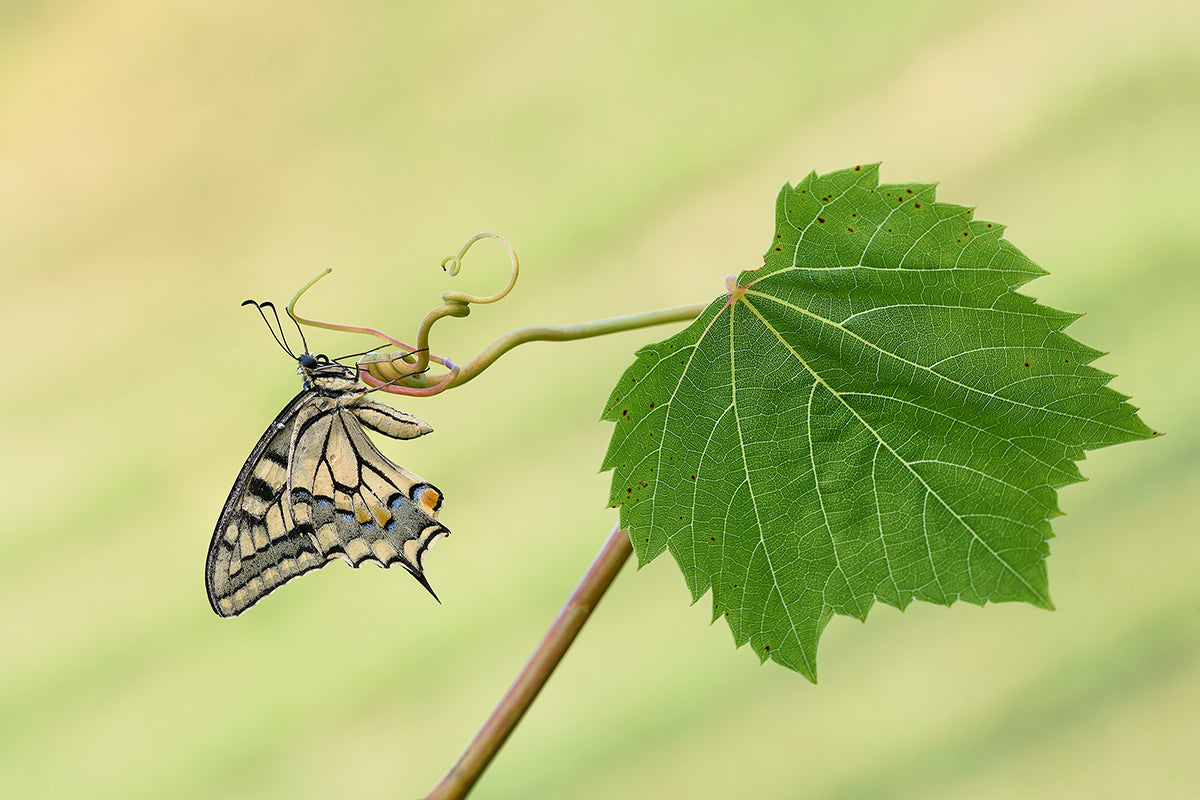 Machaon and grape leaf Poster och Canvastavla