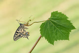 Machaon and grape leaf Poster och Canvastavla