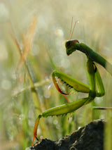 Mantis in the morning Poster och Canvastavla