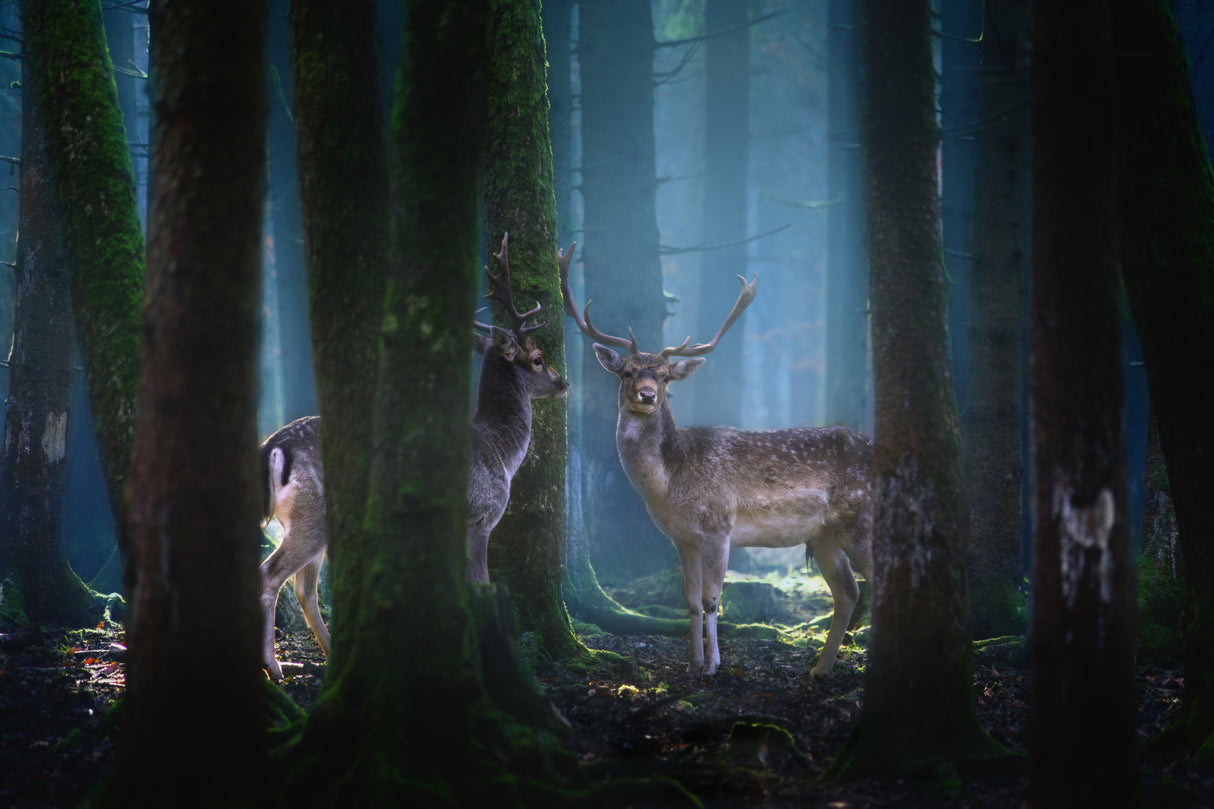 Deers Poster och Canvastavla