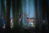Deers Poster och Canvastavla