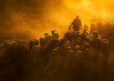 Herd and shepherd Poster och Canvastavla