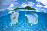 Dussumier's surgeonfish Poster och Canvastavla