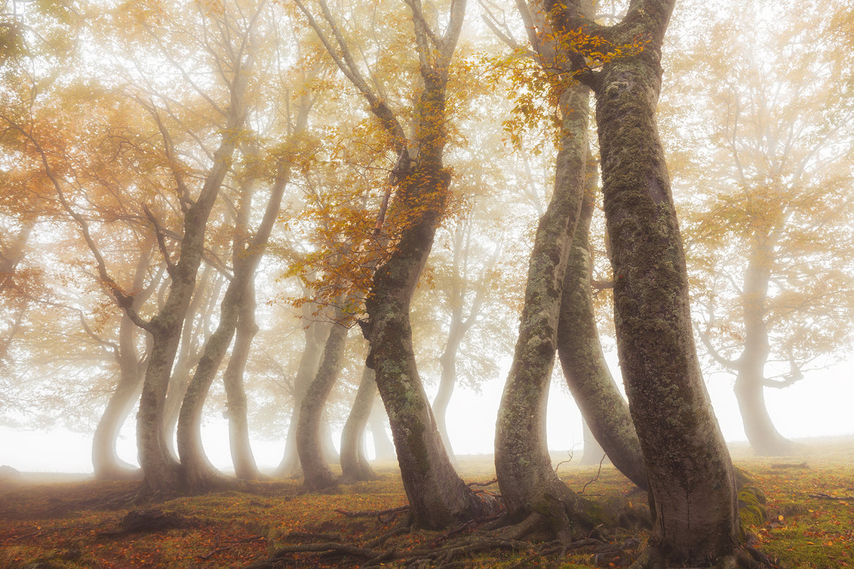 Between mist and light Poster och Canvastavla