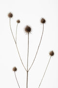 Thistle Grey 09 Poster och Canvastavla