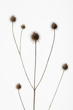 Thistle Grey 09 Poster och Canvastavla