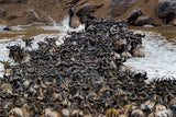 Wildebeests Crossing River Poster och Canvastavla