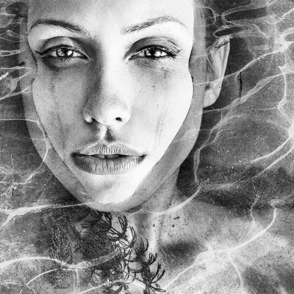 Water Nymph Poster och Canvastavla