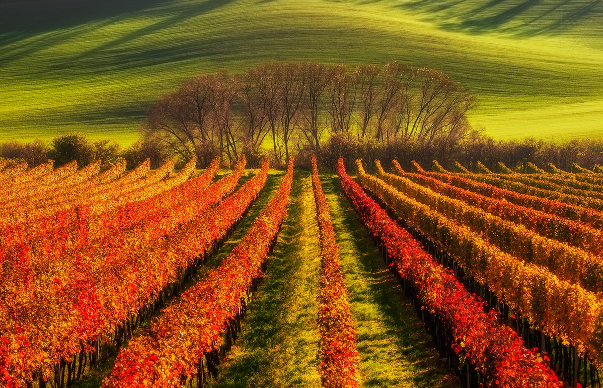 vine-growing Poster och Canvastavla
