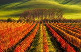 vine-growing Poster och Canvastavla