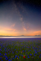 Night flowers Poster och Canvastavla