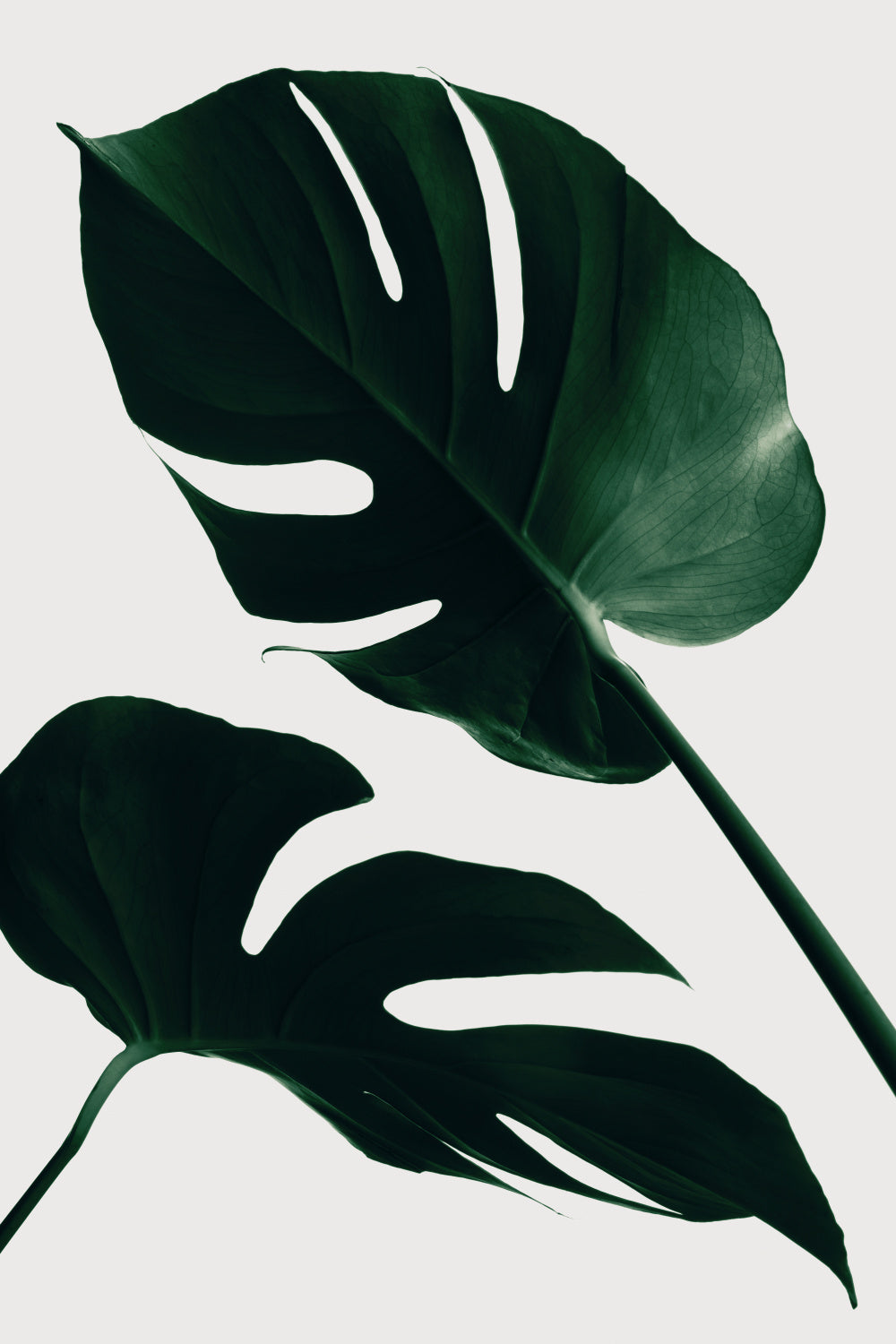 Monstera Natural 45 Poster och Canvastavla