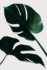 Monstera Natural 45 Poster och Canvastavla