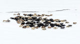Yaks in snow Poster och Canvastavla