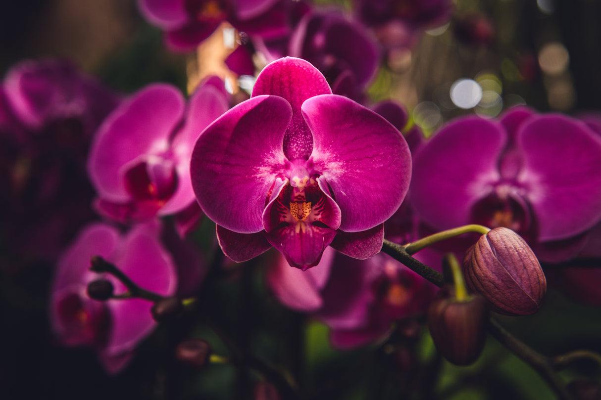 Hot Pink Orchid Poster och Canvastavla