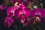 Hot Pink Orchid Poster och Canvastavla