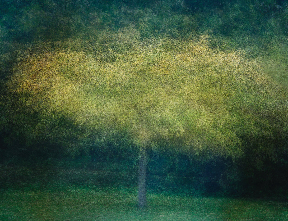 A tree Poster och Canvastavla