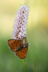 Lunchtime Poster och Canvastavla