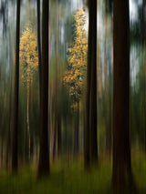 Autumn leaves Poster och Canvastavla