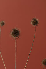 Thistle Rust Red 02 Poster och Canvastavla