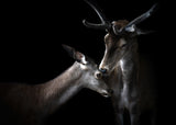 Tenderness Poster och Canvastavla