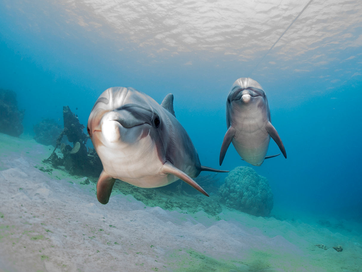 Dolphins Poster och Canvastavla