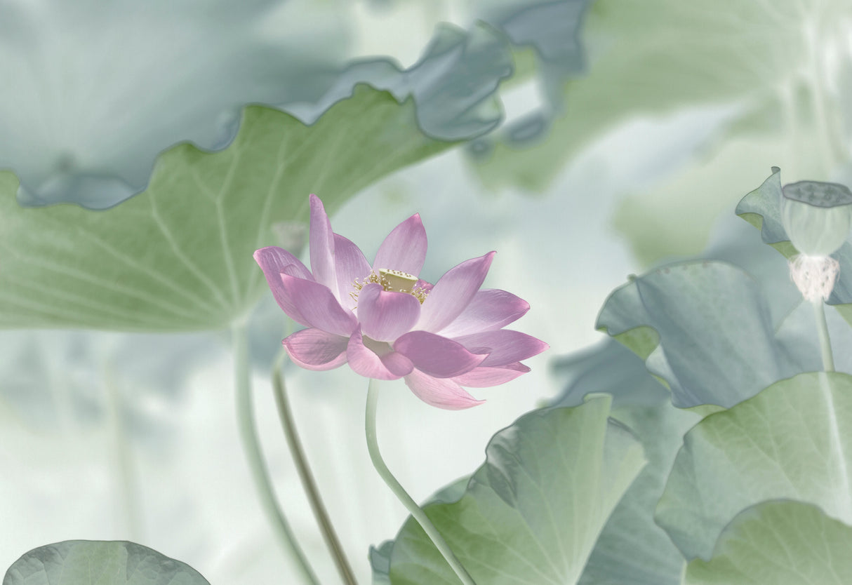 Lotus Poster och Canvastavla