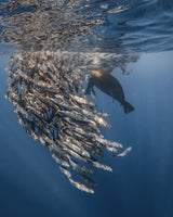 RUN RUN RUN ... Sealion attack Poster och Canvastavla