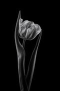 Rembrandt tulip Poster och Canvastavla