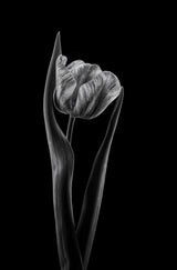 Rembrandt tulip Poster och Canvastavla