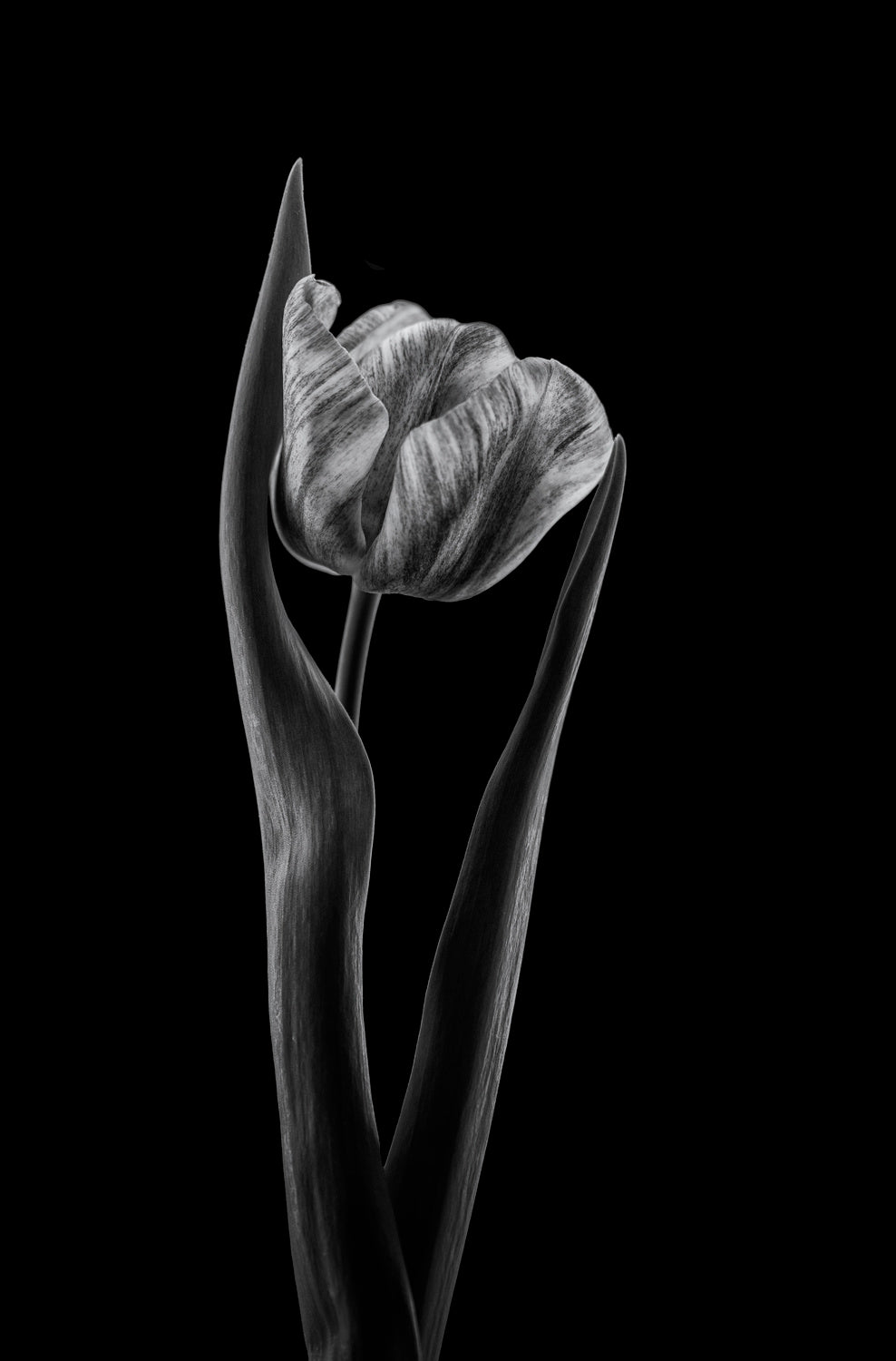 Rembrandt tulip Poster och Canvastavla