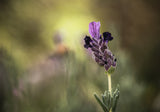 Lavender 1 2 Poster och Canvastavla