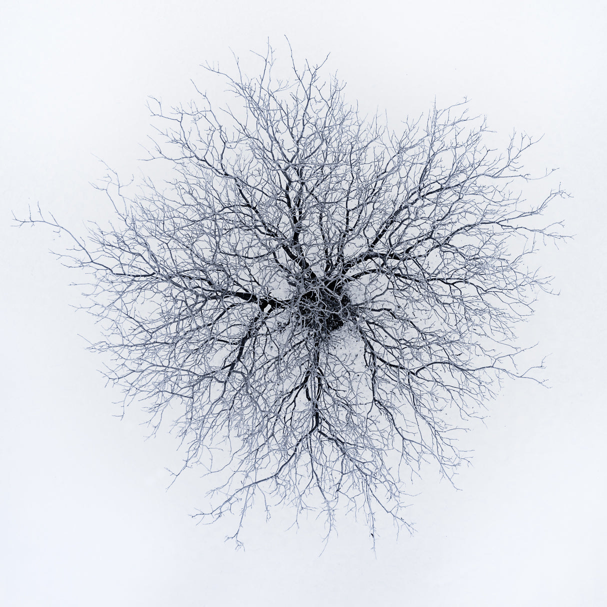Dendrites Poster och Canvastavla